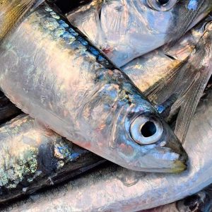 Pesca De Sardinha Proibida Para “reforçar As Medidas De Conservação E Proteção Da Espécie”