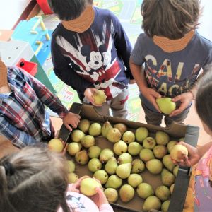 Autarquia De Soure Volta A Apostar Pelo Sétimo Ano Consecutivo No Programa ‘Regime De Fruta Escolar’