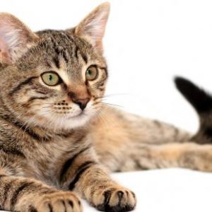 Identificado Vírus Altamente Contagioso Na Morte De Gatos Em Pombal