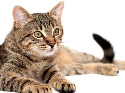 Identificado Vírus Altamente Contagioso Na Morte De Gatos Em Pombal