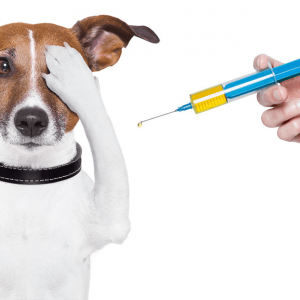 Localidades Que Acolhem Campanha De Vacinação De Cães No Concelho De Soure Nos Dias 23 E 26 De Agosto 2022