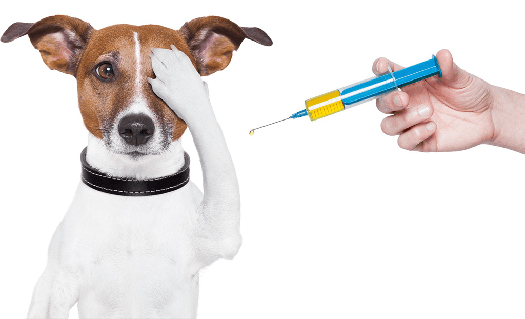 Localidades Que Acolhem Campanha De Vacinação De Cães No Concelho De Soure Nos Dias 23 E 26 De Agosto 2022