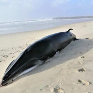 Baleia Anã Deu à Costa Na Praia De Mira Já Sem Vida
