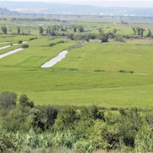 Agricultores Do Baixo Mondego Exigem Mais Uma Barragem Para Guardar água No Inverno, Para Fazer Face à Seca Do Verão