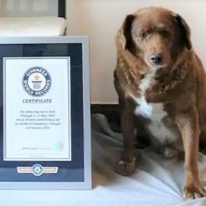 Cão Mais Velho Do Mundo (30 Anos) é De Leiria E Já Consta No Recorde Mundial Do Guinness