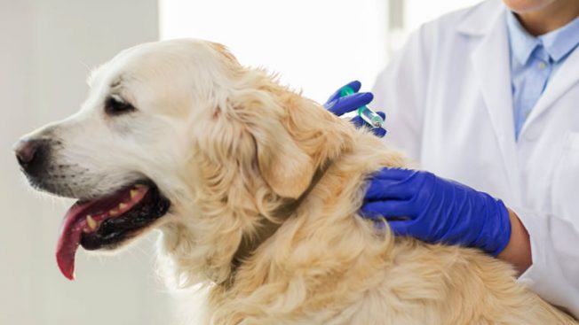 Thumbnail Pessoa Aplicando Vacina Em Cão 652×367