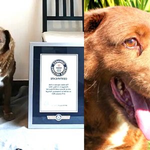 Guiness Suspendeu Título De ‘cão Mais Velho Do Mundo’ Ao Rafeiro Português Bobi