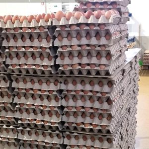 ASAE Apreendeu 112.590 Ovos Em Leiria E Ansião Por Incumprimento Da Lei