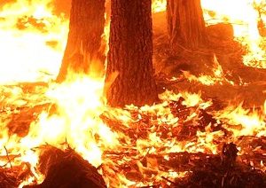 Bombeira De Pedrógão Grande Detida Por Suspeita De Dois Crimes De Incêndio Florestal